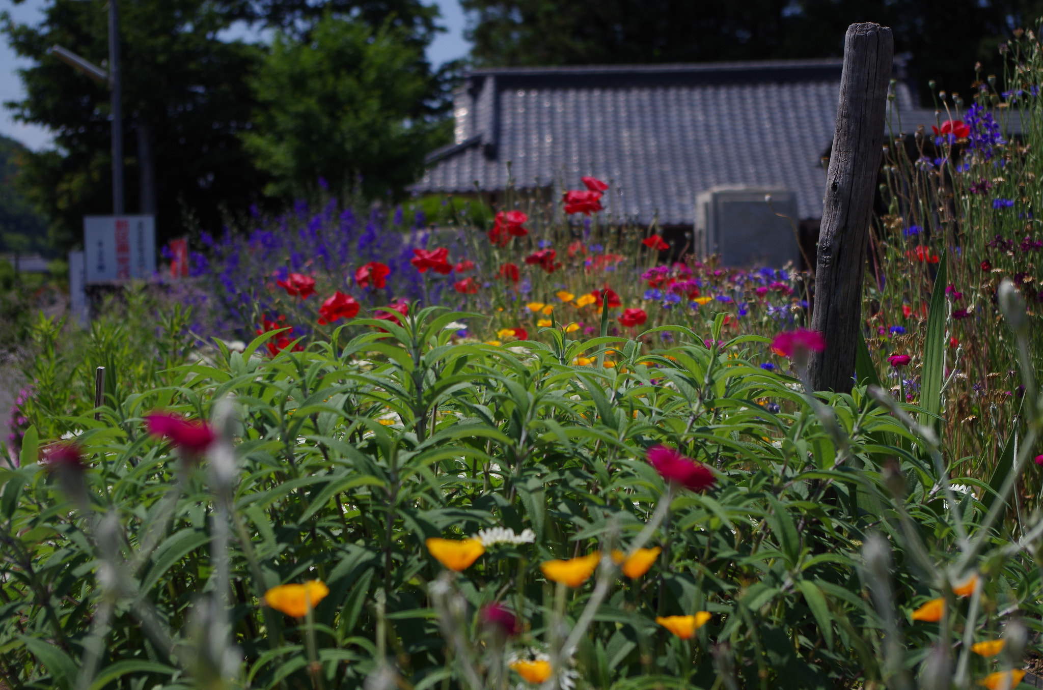 smc PENTAX-DA L 18-55mm F3.5-5.6 sample photo. In the countryside roadside photography