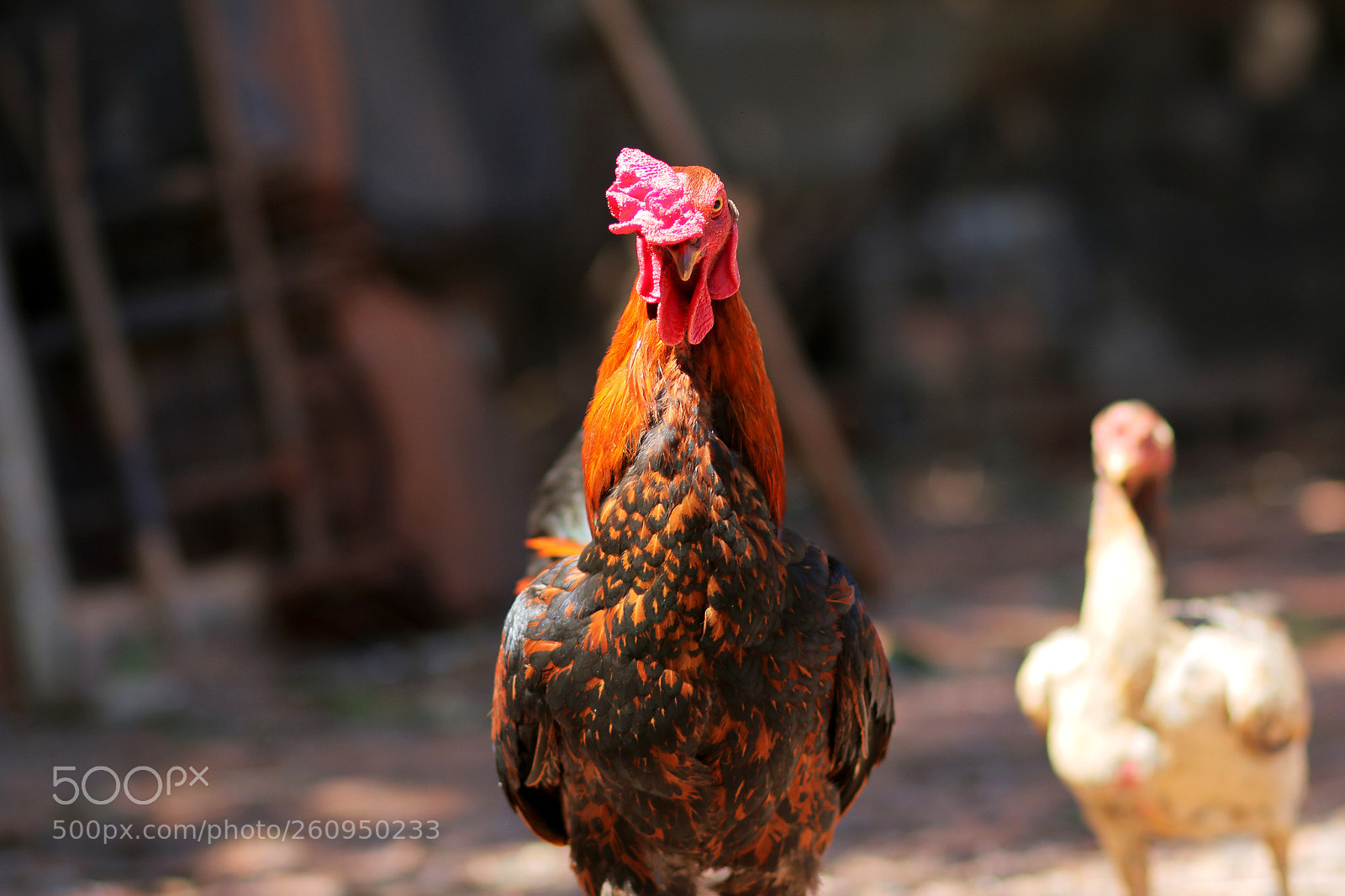 Canon EOS 70D sample photo. Brazillian cock photography