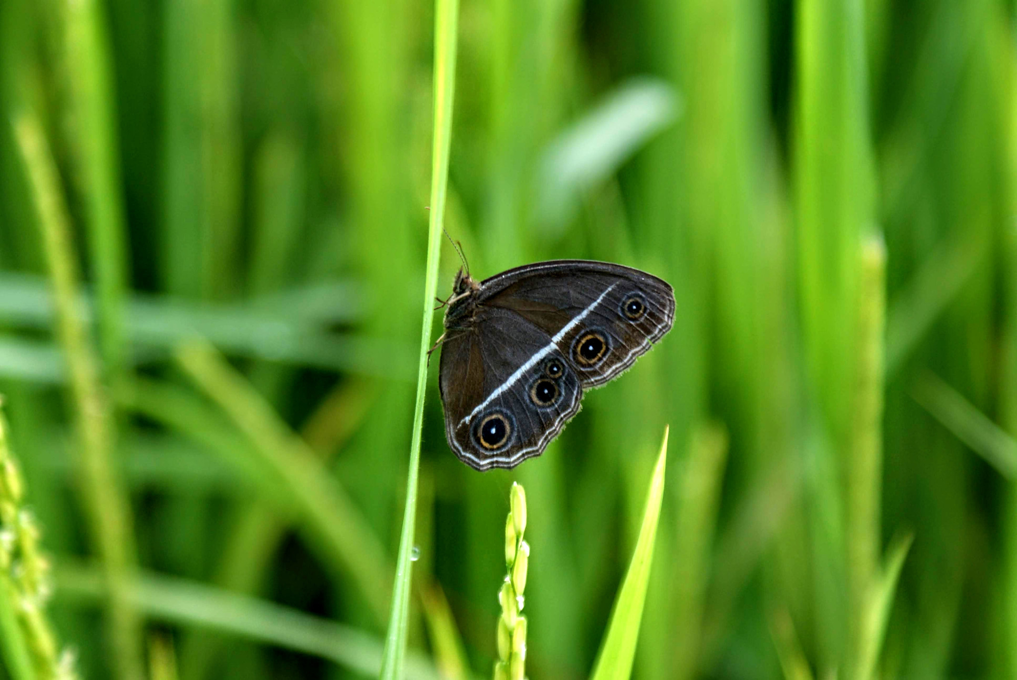 Sony DT 18-70mm F3.5-5.6 sample photo. Butterfly photography