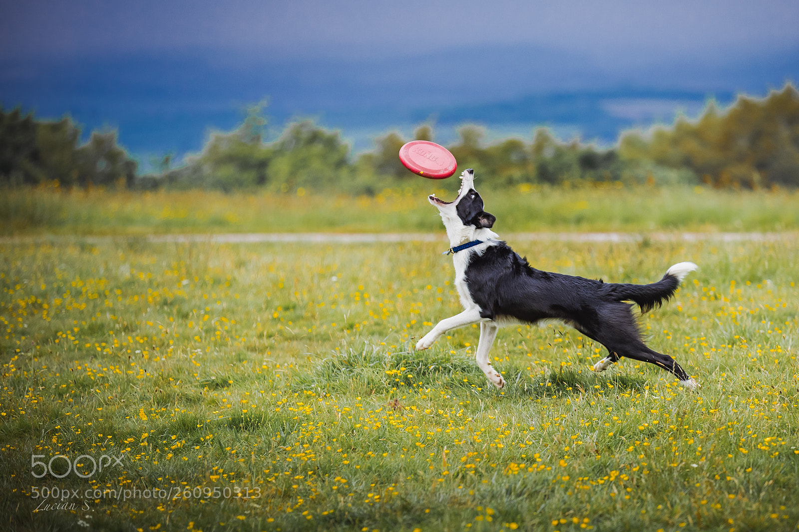 Canon EOS 5D Mark IV sample photo. Frisbee! photography