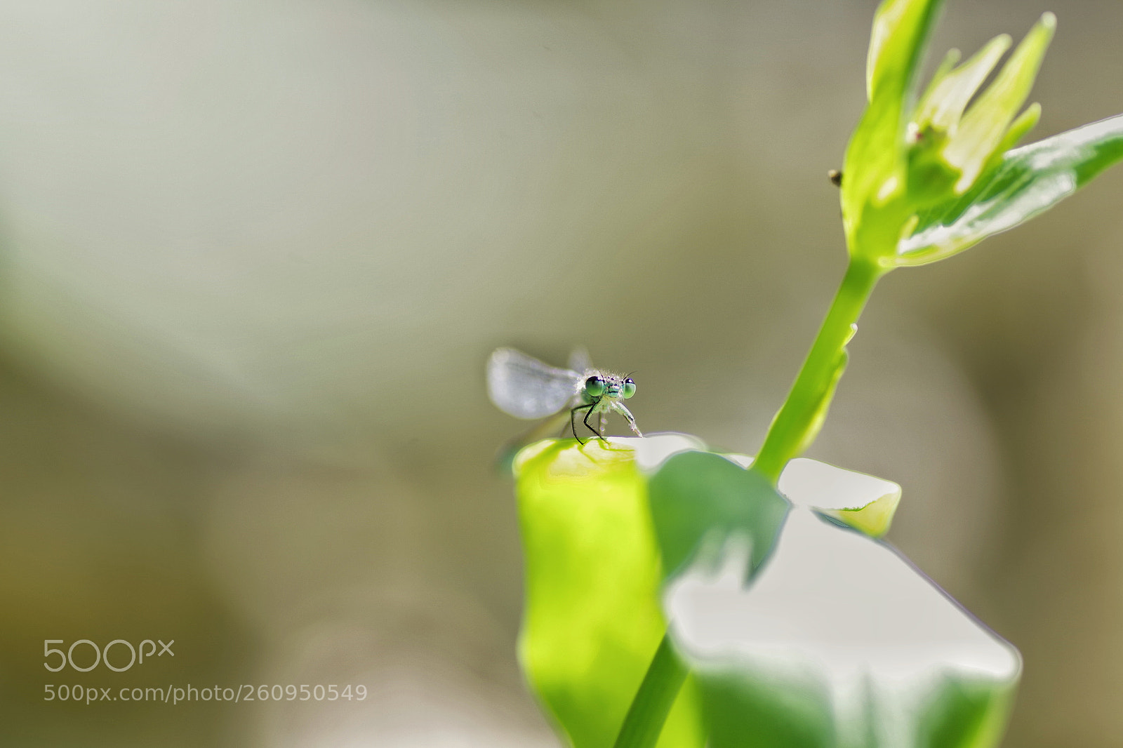 Pentax K-S2 sample photo. Agrion photography