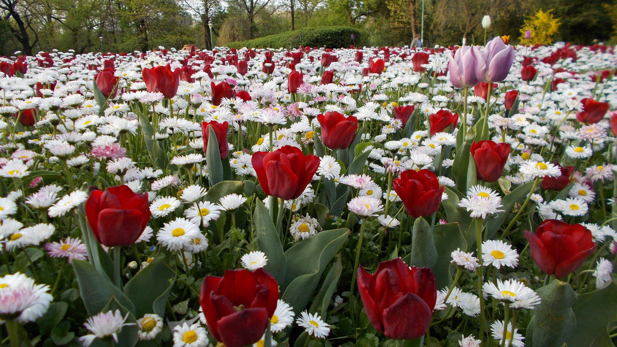 Nikon COOLPIX L29 sample photo. Tulips photography