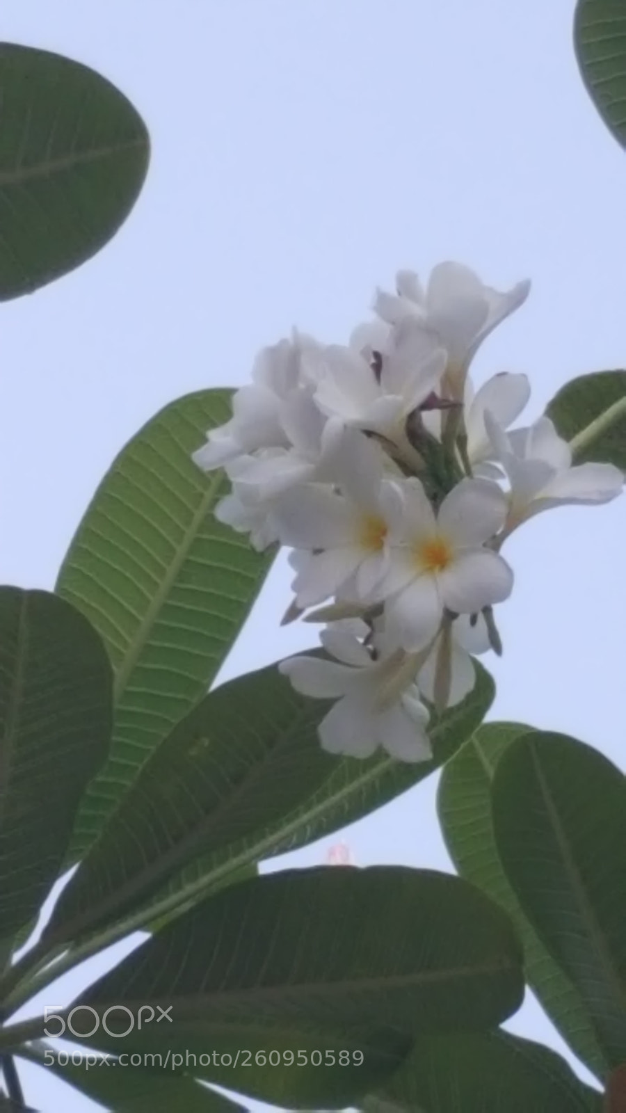 Samsung GALAXY S6 edge sample photo. Flower photography