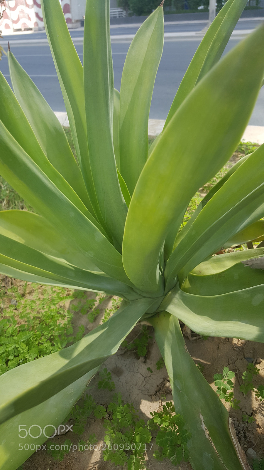 Samsung GALAXY S6 edge sample photo. صبار photography