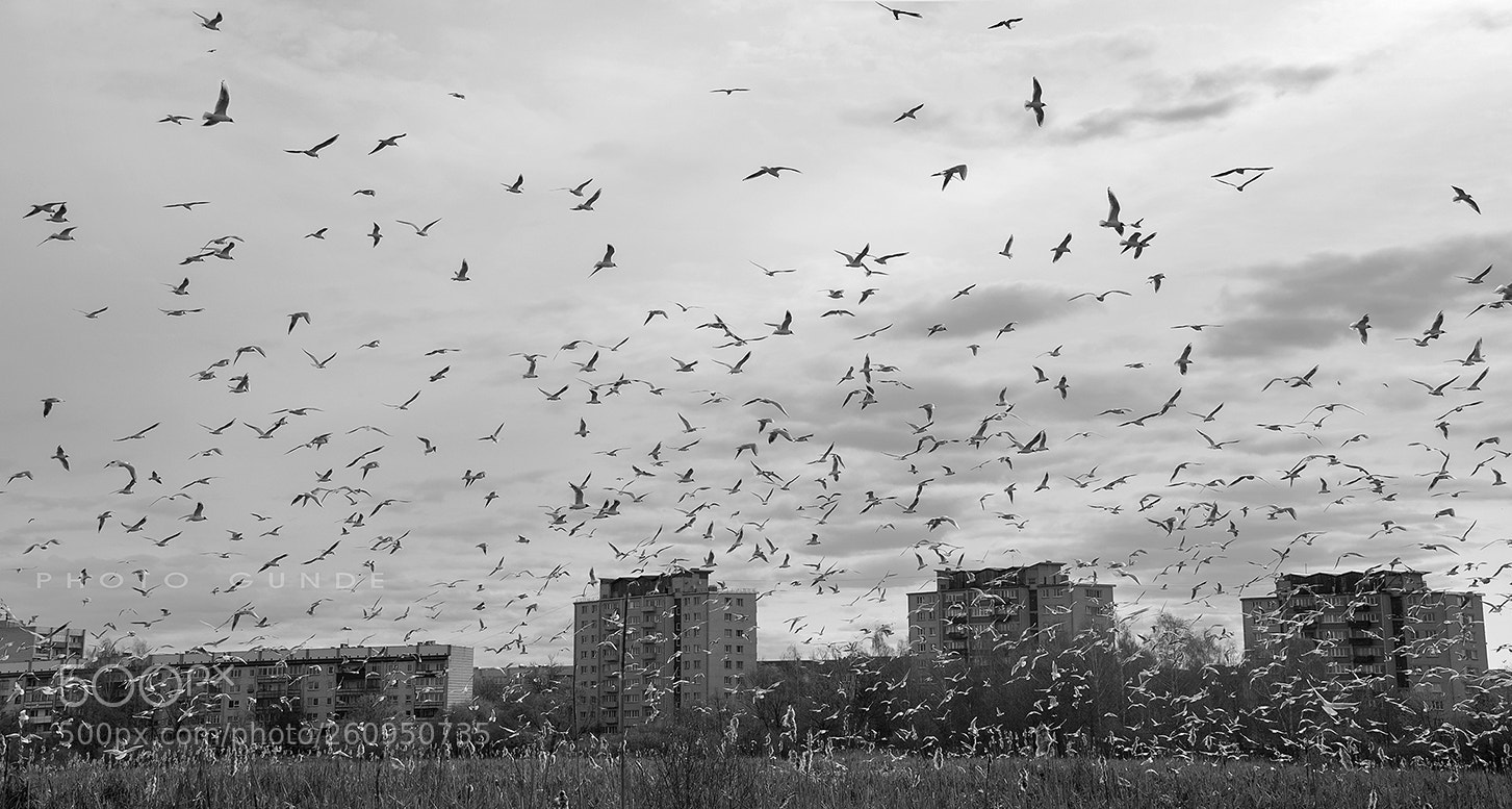 Canon EOS 5D sample photo. Morning photography