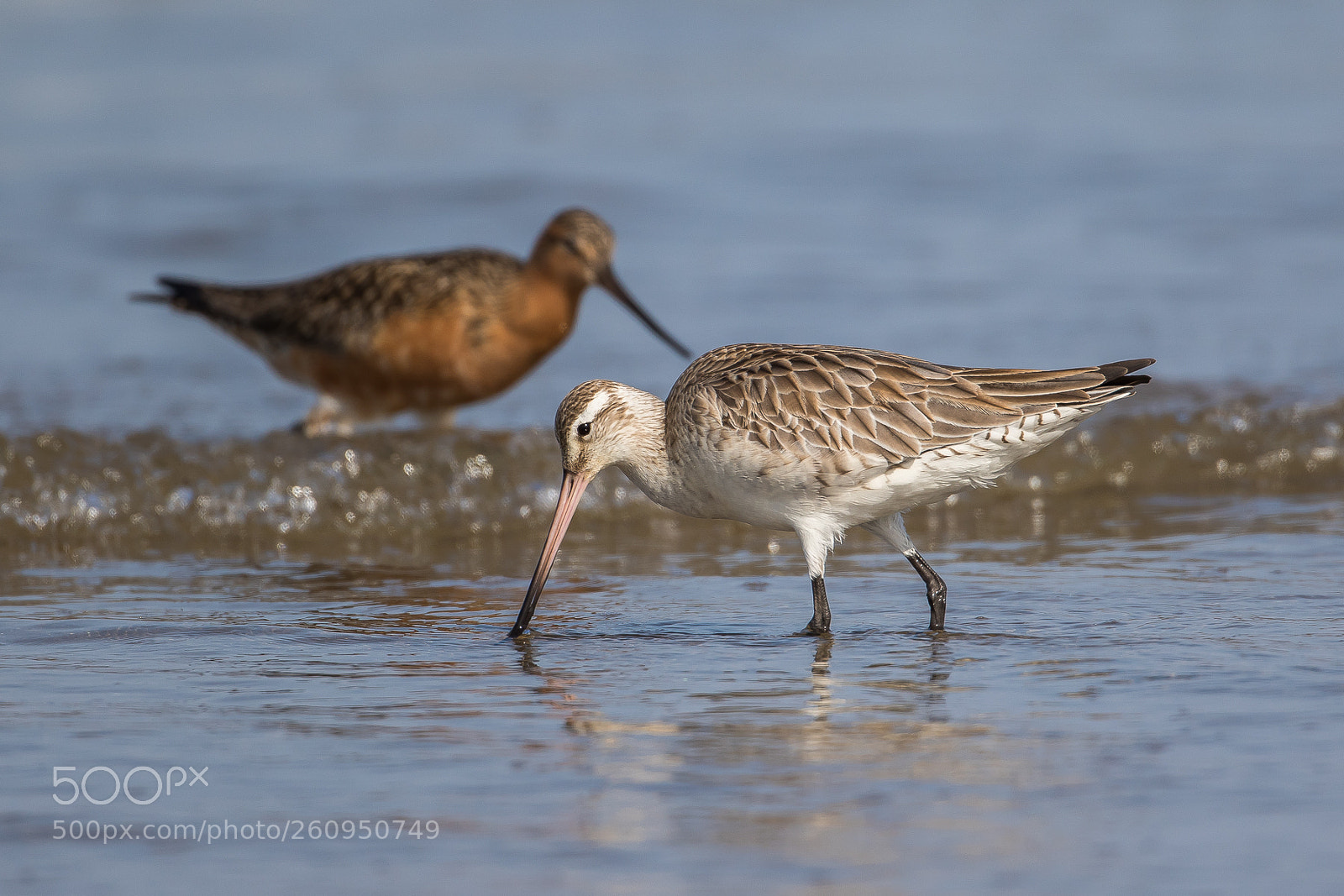 Canon EOS 7D Mark II sample photo. Pair (bar-tailed godwit) photography