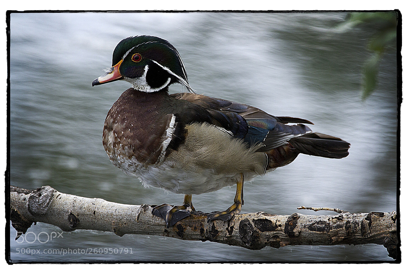 Canon EOS 7D sample photo. Wood duck on a photography