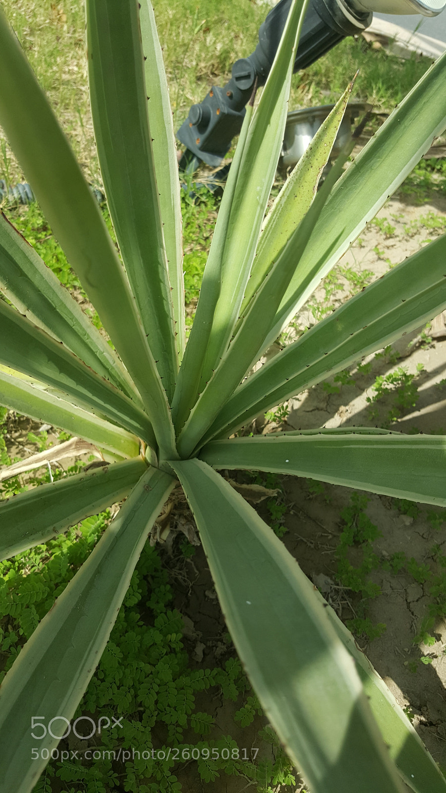 Samsung GALAXY S6 edge sample photo. Nature photography
