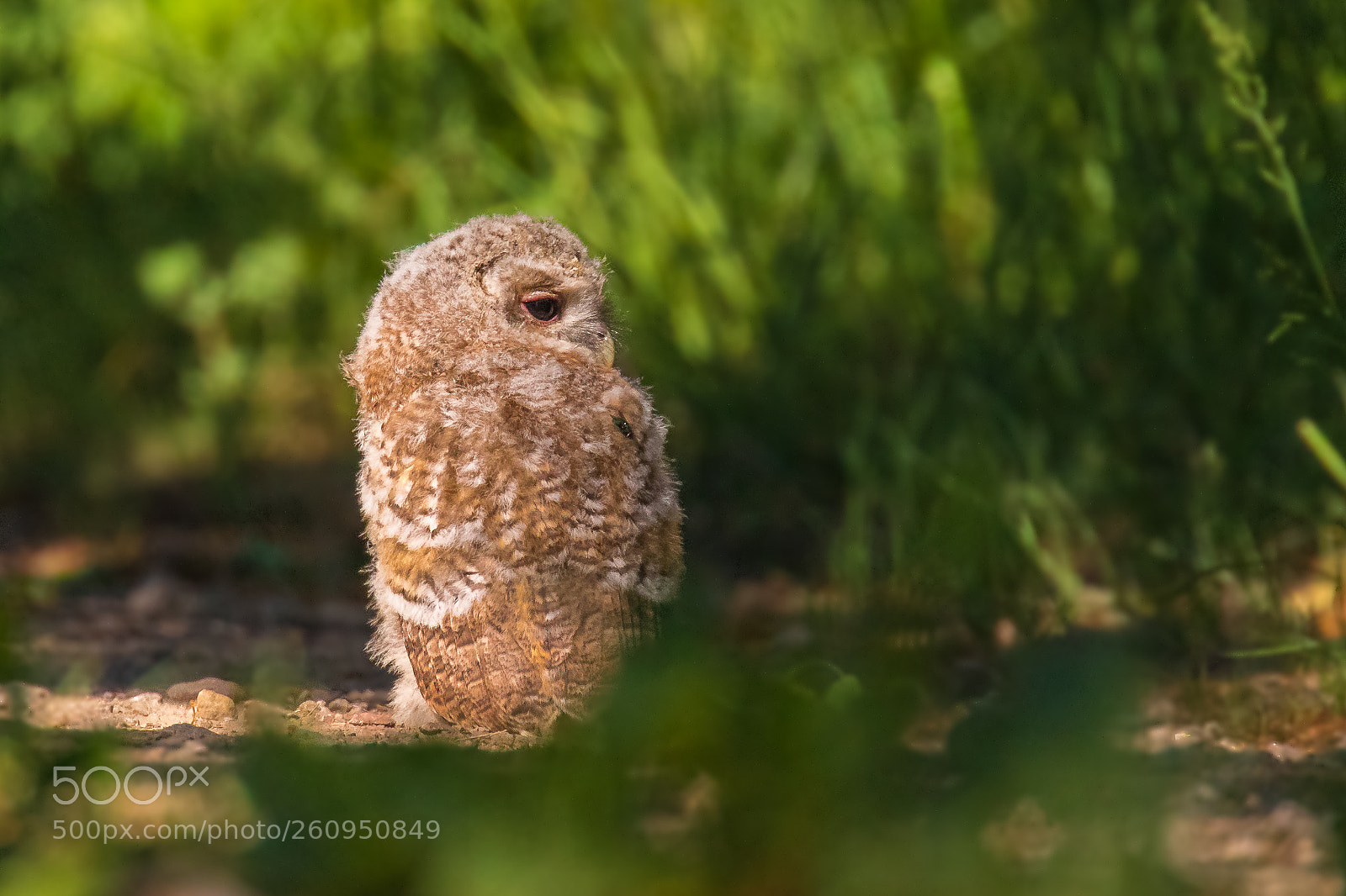 Canon EOS 7D Mark II sample photo. The young of tawny photography