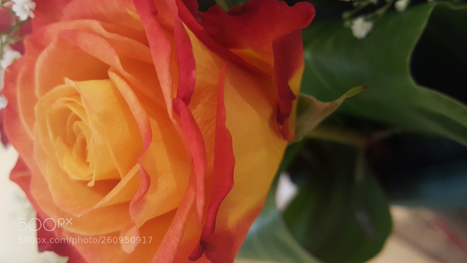 Samsung GALAXY S6 edge sample photo. Flower photography