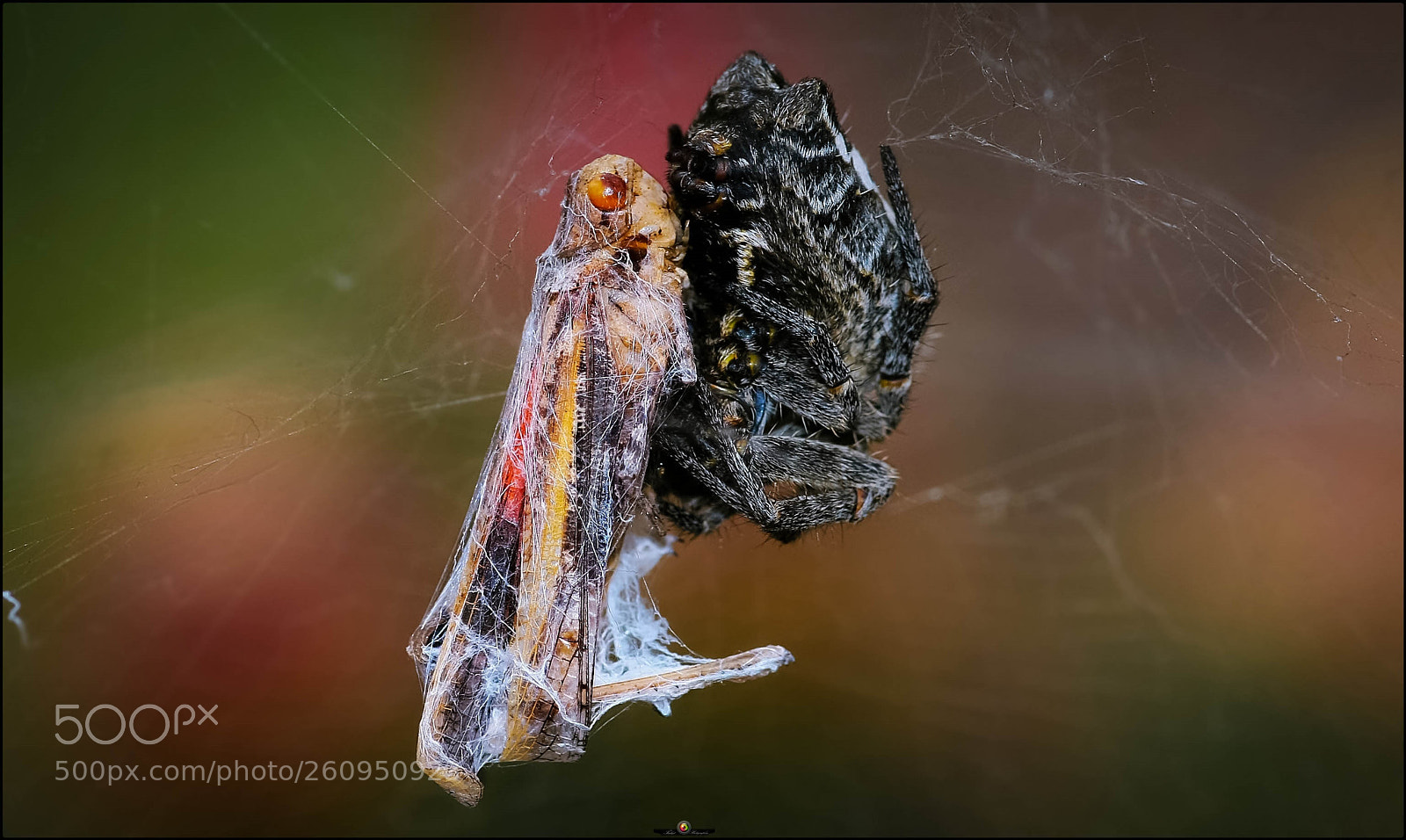 Canon EOS 40D sample photo. Trapped grasshopper photography