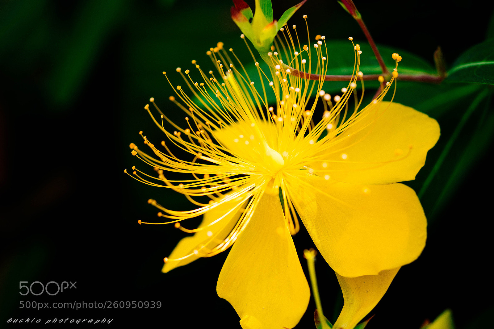 Olympus OM-D E-M1 Mark II sample photo. Hypericum chinense photography