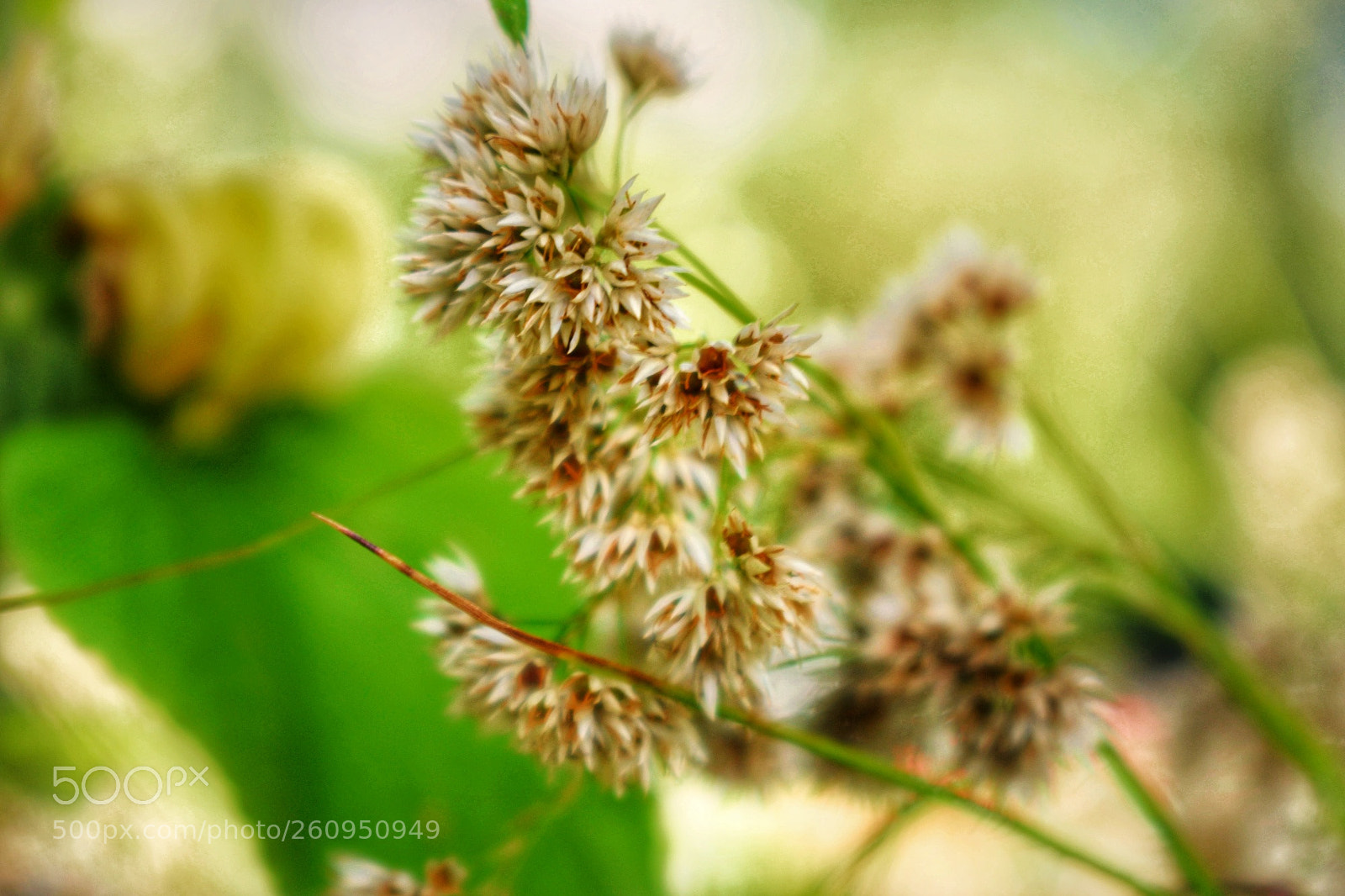 Nikon D3300 sample photo. Blossom photography