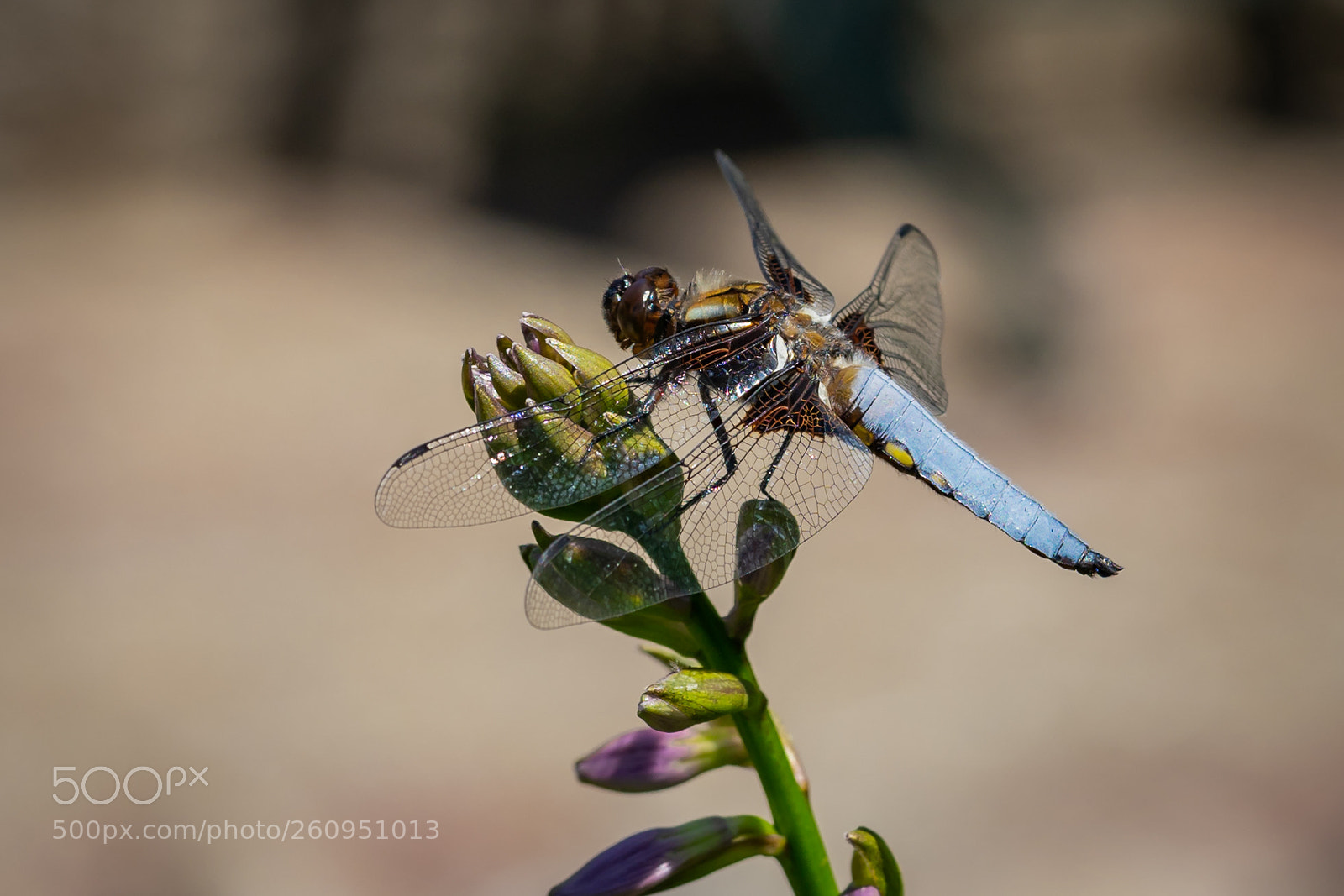 Sony a7 II sample photo. Broad-bodied chaser photography