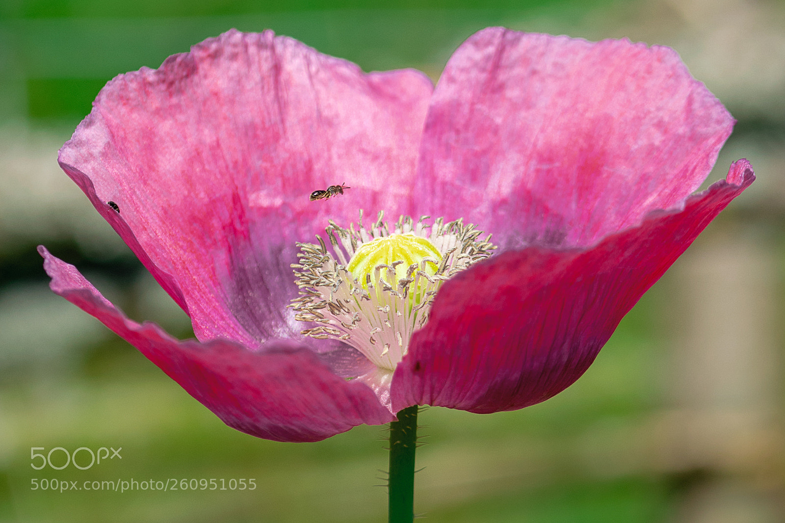 Nikon D5300 sample photo. Mohn in paul s photography