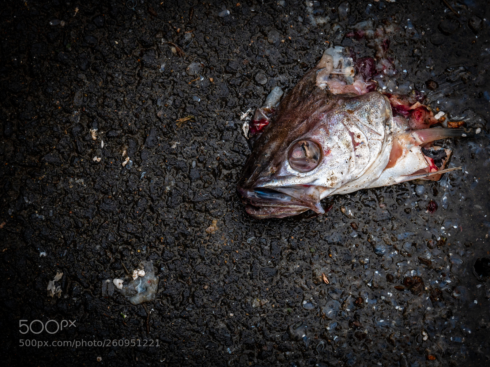 Panasonic Lumix DMC-GX85 (Lumix DMC-GX80 / Lumix DMC-GX7 Mark II) sample photo. Dead fish photography