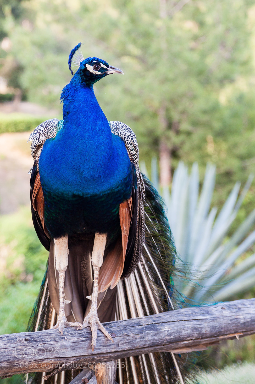 Canon EOS 50D sample photo. Peacock photography