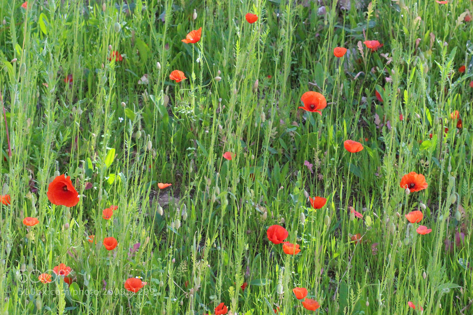 Canon EOS 700D (EOS Rebel T5i / EOS Kiss X7i) sample photo. A place like this photography