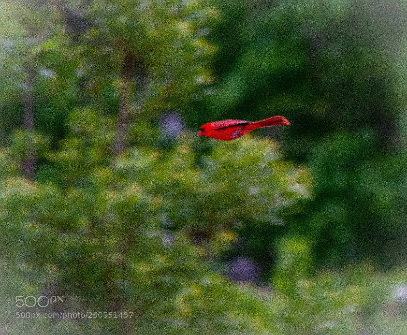 Nikon D5200 sample photo. Red bomber photography