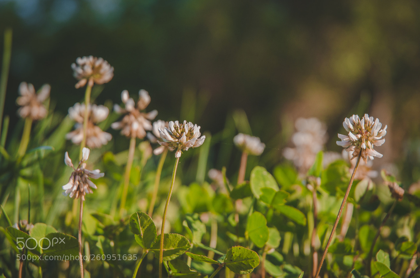Nikon D5100 sample photo. Flowers photography