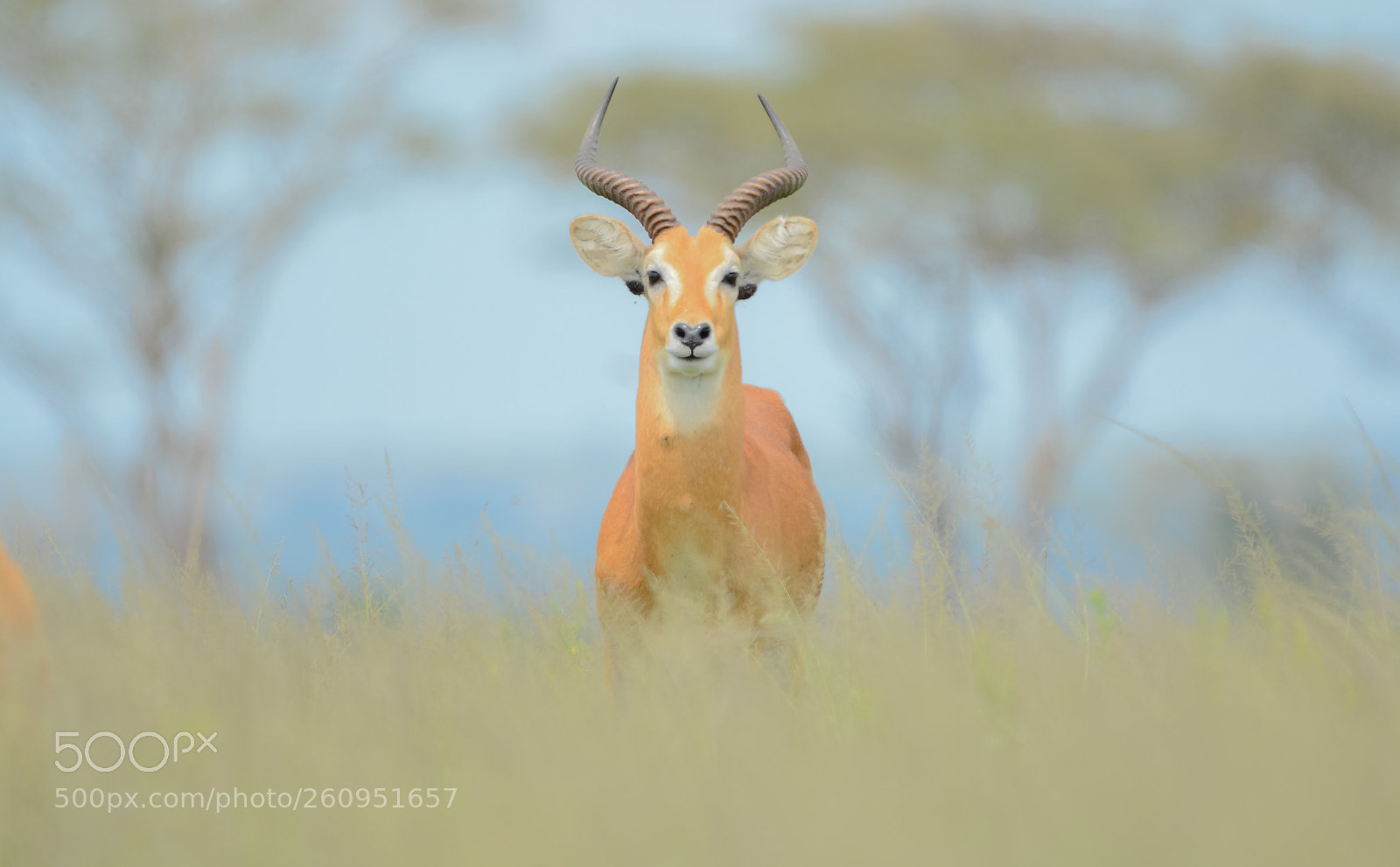 Nikon D7100 sample photo. Great gazelle in serenguetti photography