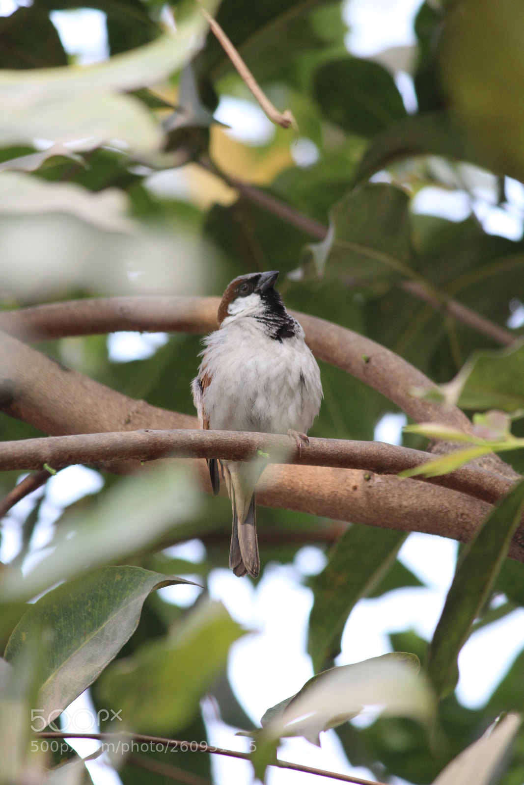 Canon EF-S 55-250mm F4-5.6 IS II sample photo. Little sparrow photography