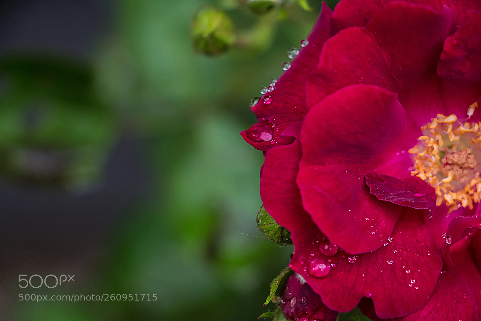 Canon EOS 700D (EOS Rebel T5i / EOS Kiss X7i) sample photo. Close to perfection photography