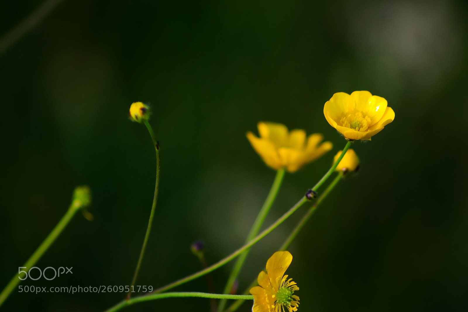 Canon EOS 77D (EOS 9000D / EOS 770D) sample photo. Sun kissed buttercup photography