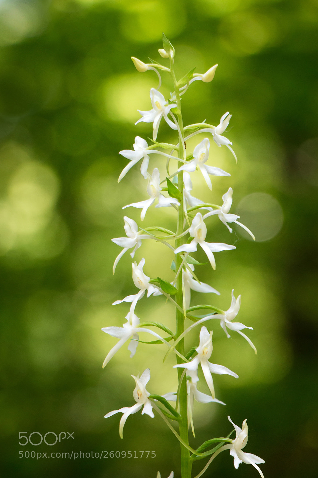 Canon EOS 70D sample photo. Lesser butterfly-orchid photography