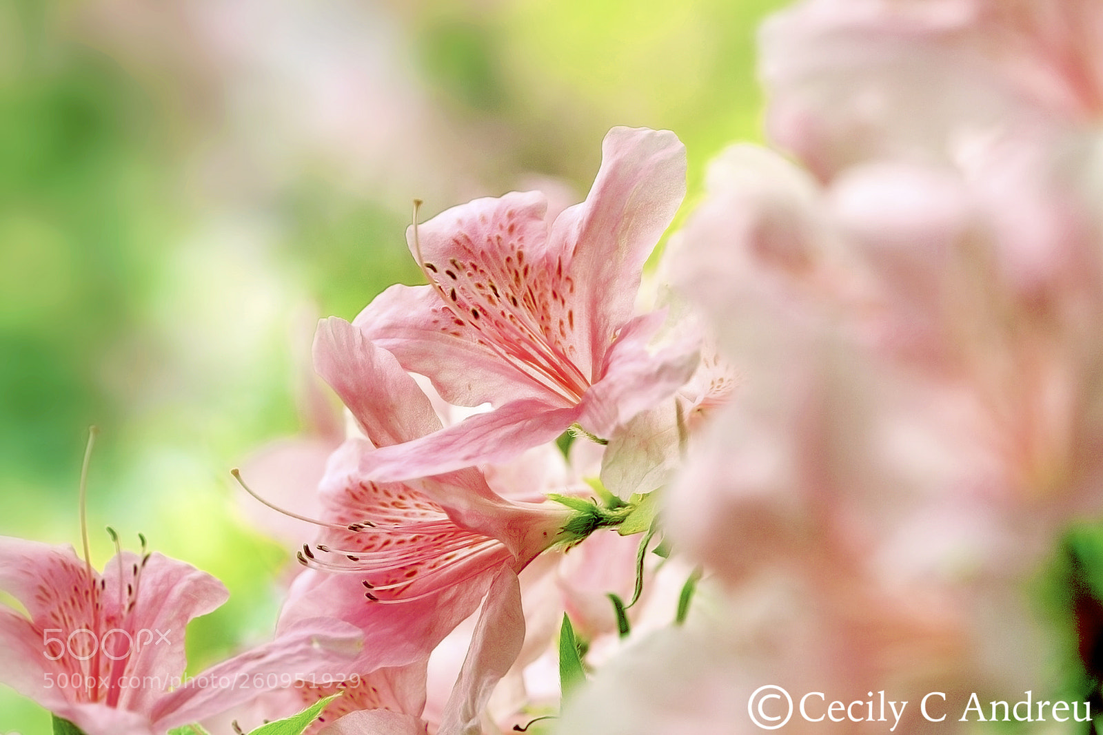 Canon EOS 40D sample photo. Azalea photography