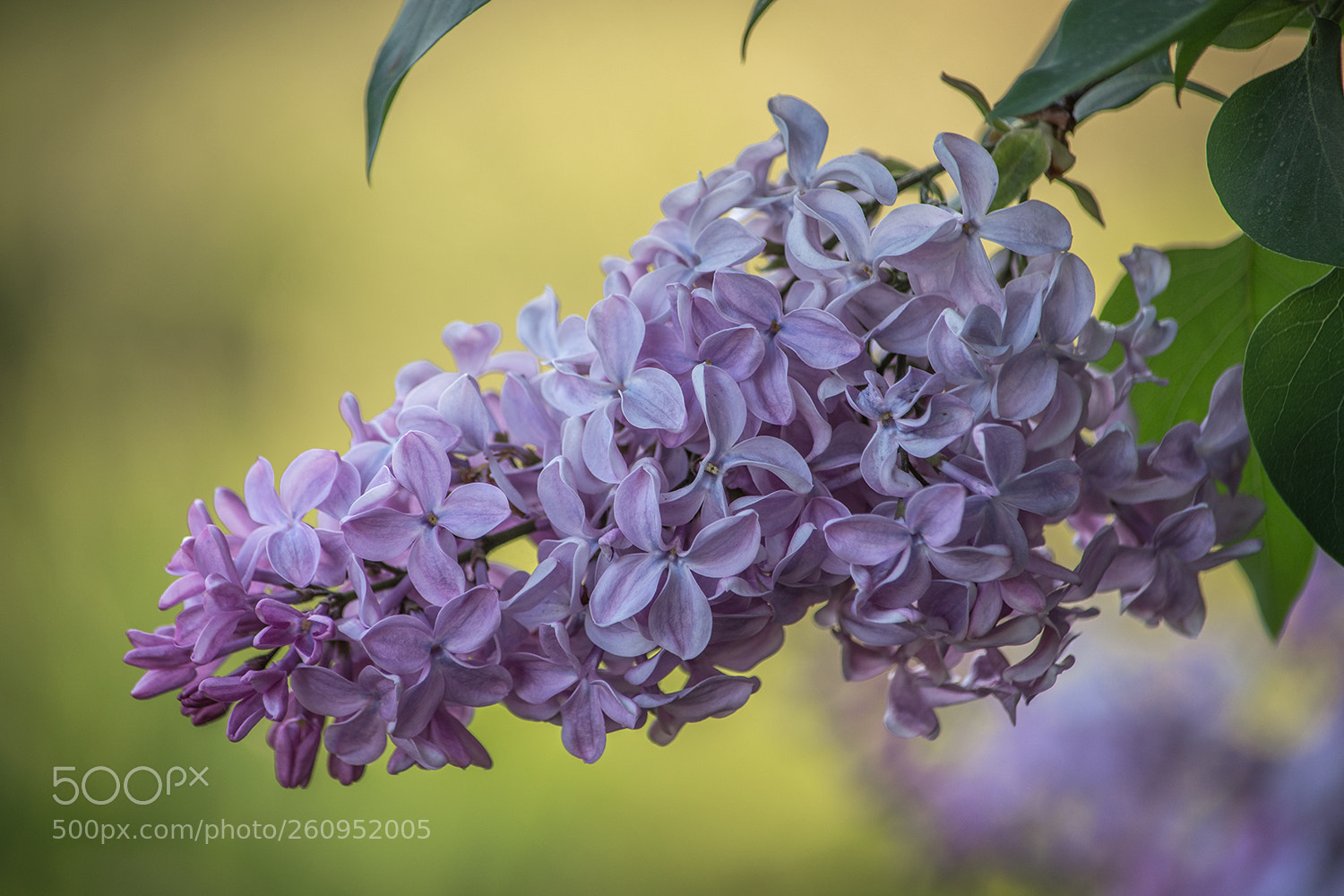 Nikon D7100 sample photo. Люблю лимонное с лиловым... photography