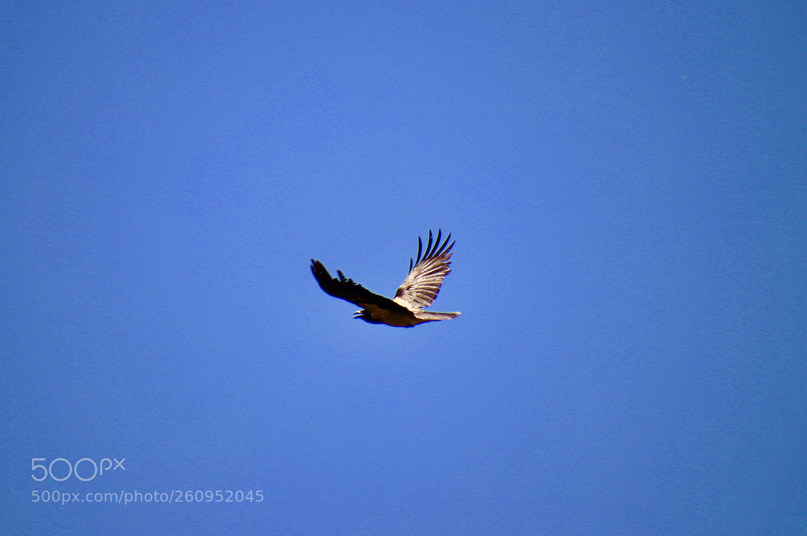 Canon EOS 80D sample photo. Flying to nowhere  photography