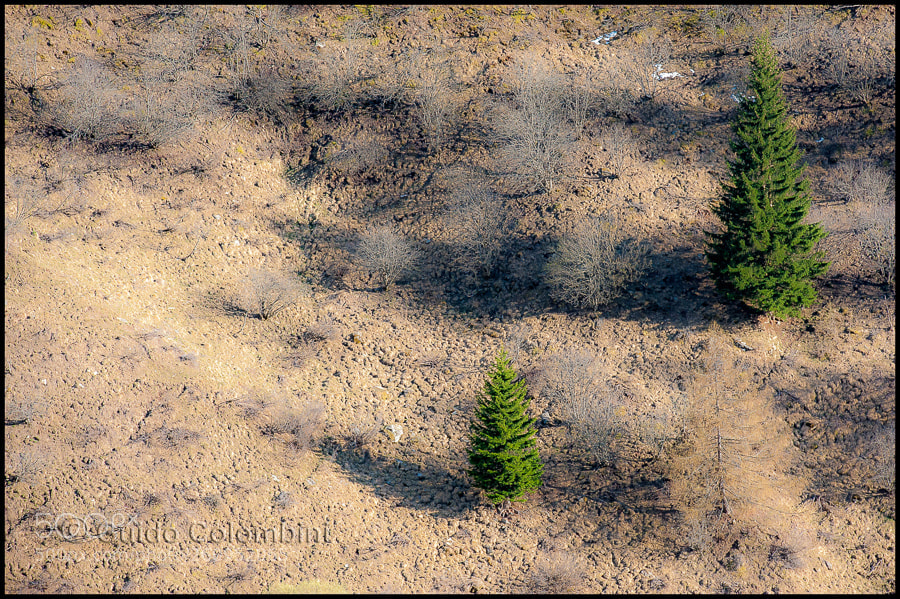 Nikon D700 sample photo. Two pines photography