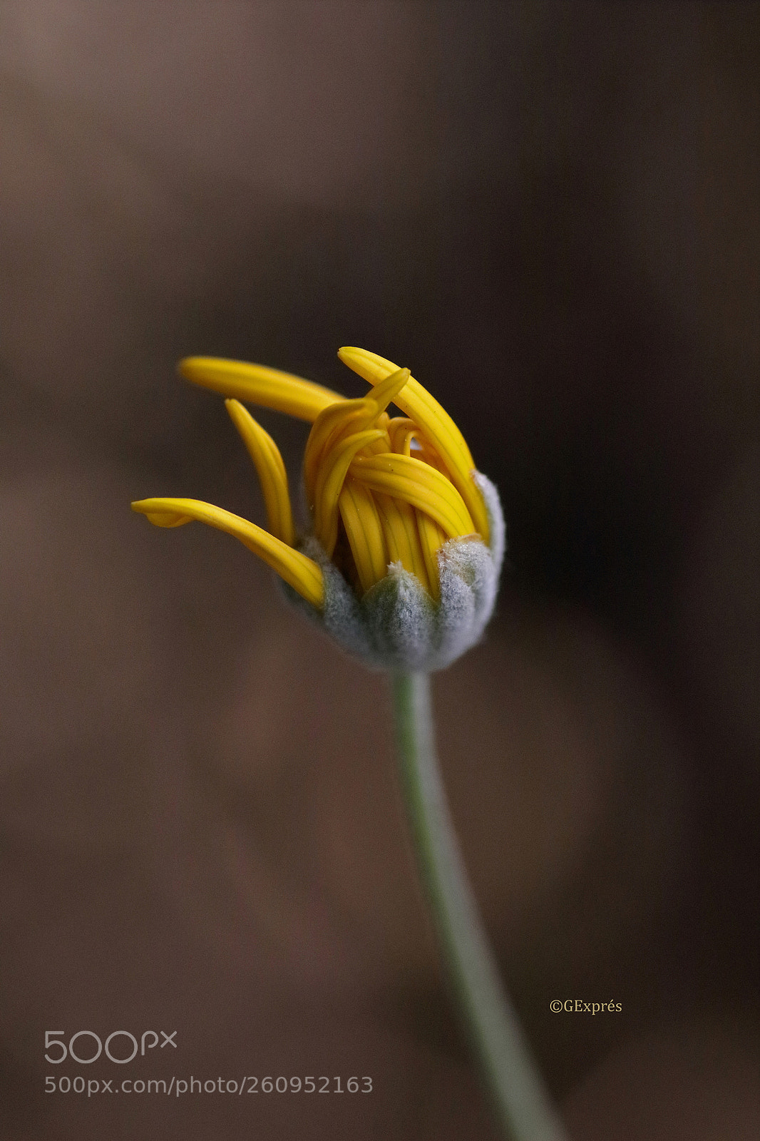 Canon EOS 80D sample photo. Lengua de signos sign photography