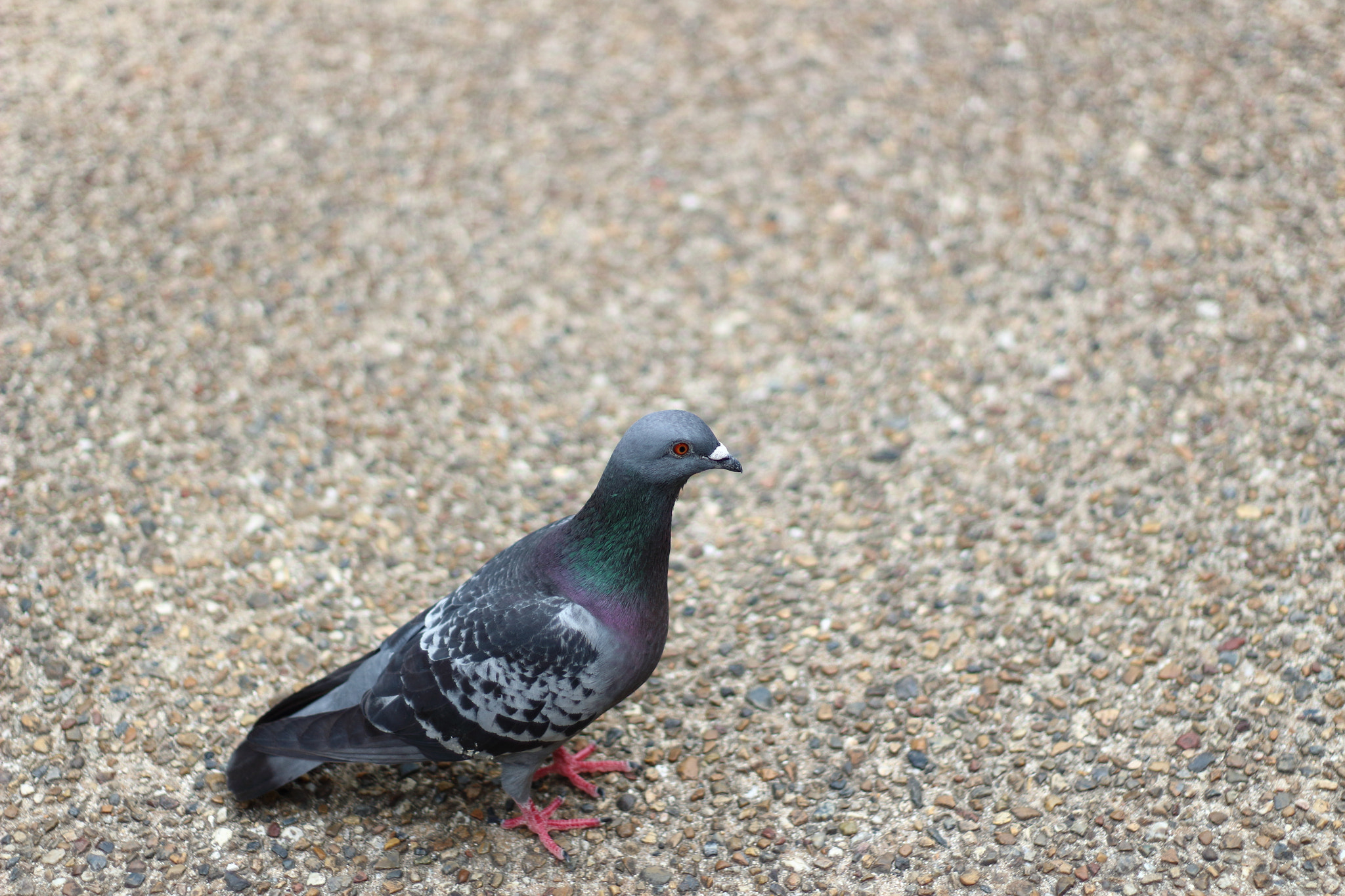 Canon EOS 100D (EOS Rebel SL1 / EOS Kiss X7) + Canon EF 50mm F1.8 II sample photo. Pigeon photography