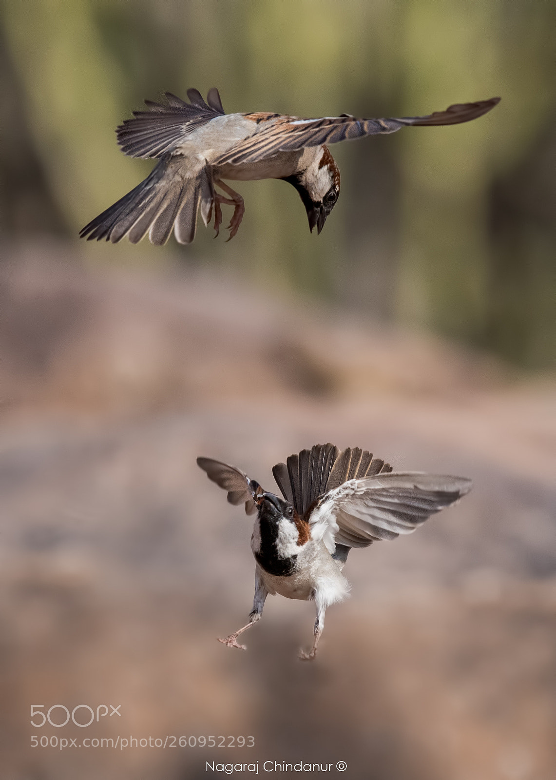 Nikon D5 sample photo. Mid air fight photography