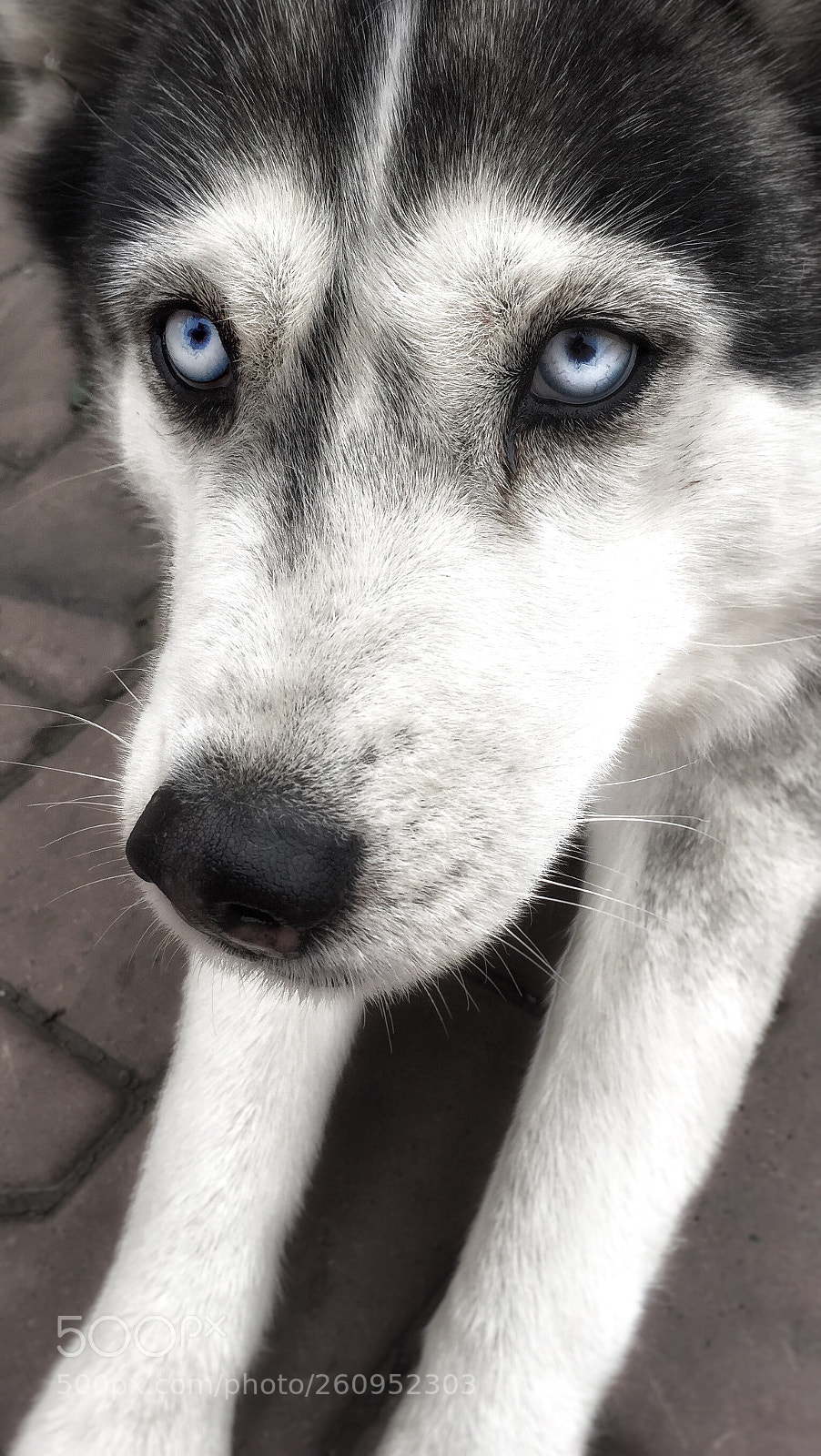 Apple iPhone 6 sample photo. Untitled photography