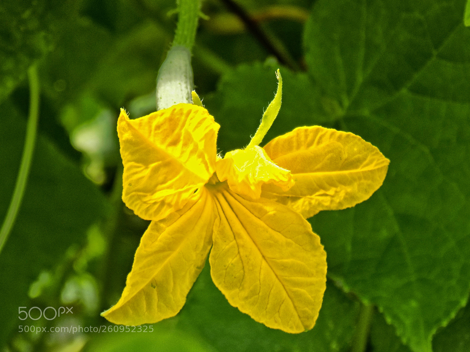 Nikon COOLPIX L330 sample photo. Cucumber... photography
