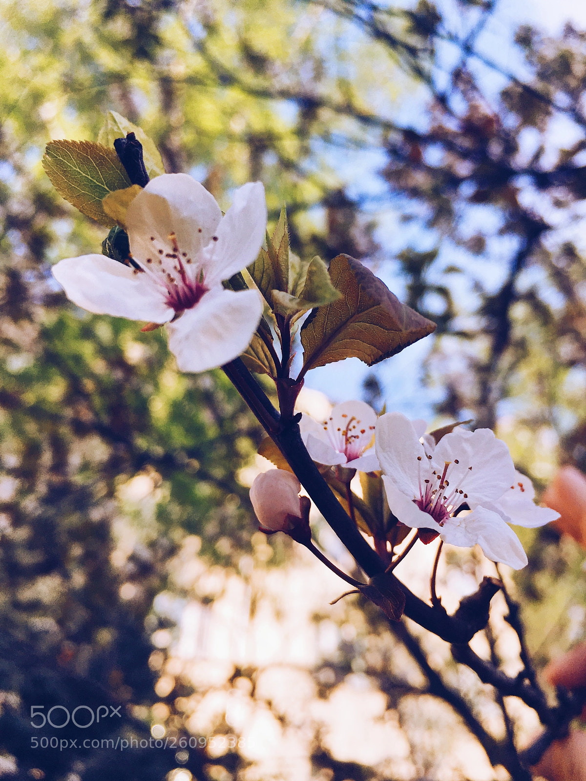 Apple iPhone SE sample photo. Sweet blossom photography