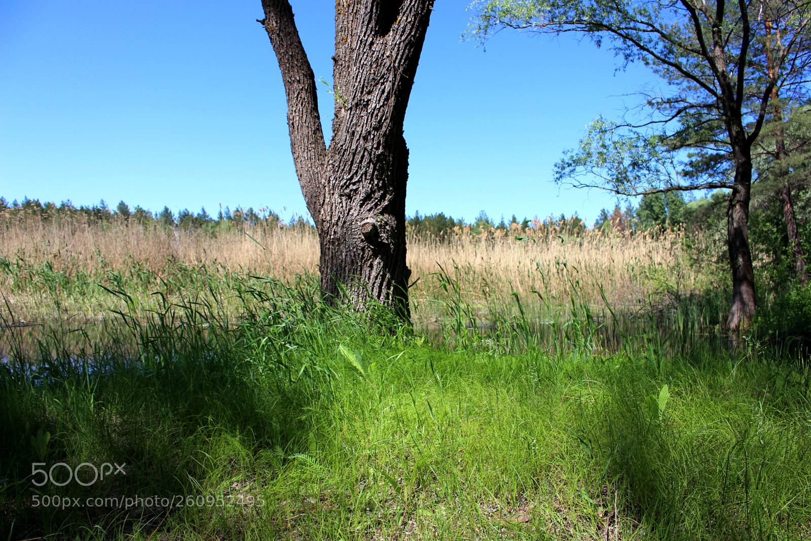 Canon EOS 700D (EOS Rebel T5i / EOS Kiss X7i) sample photo. Green grass near the photography