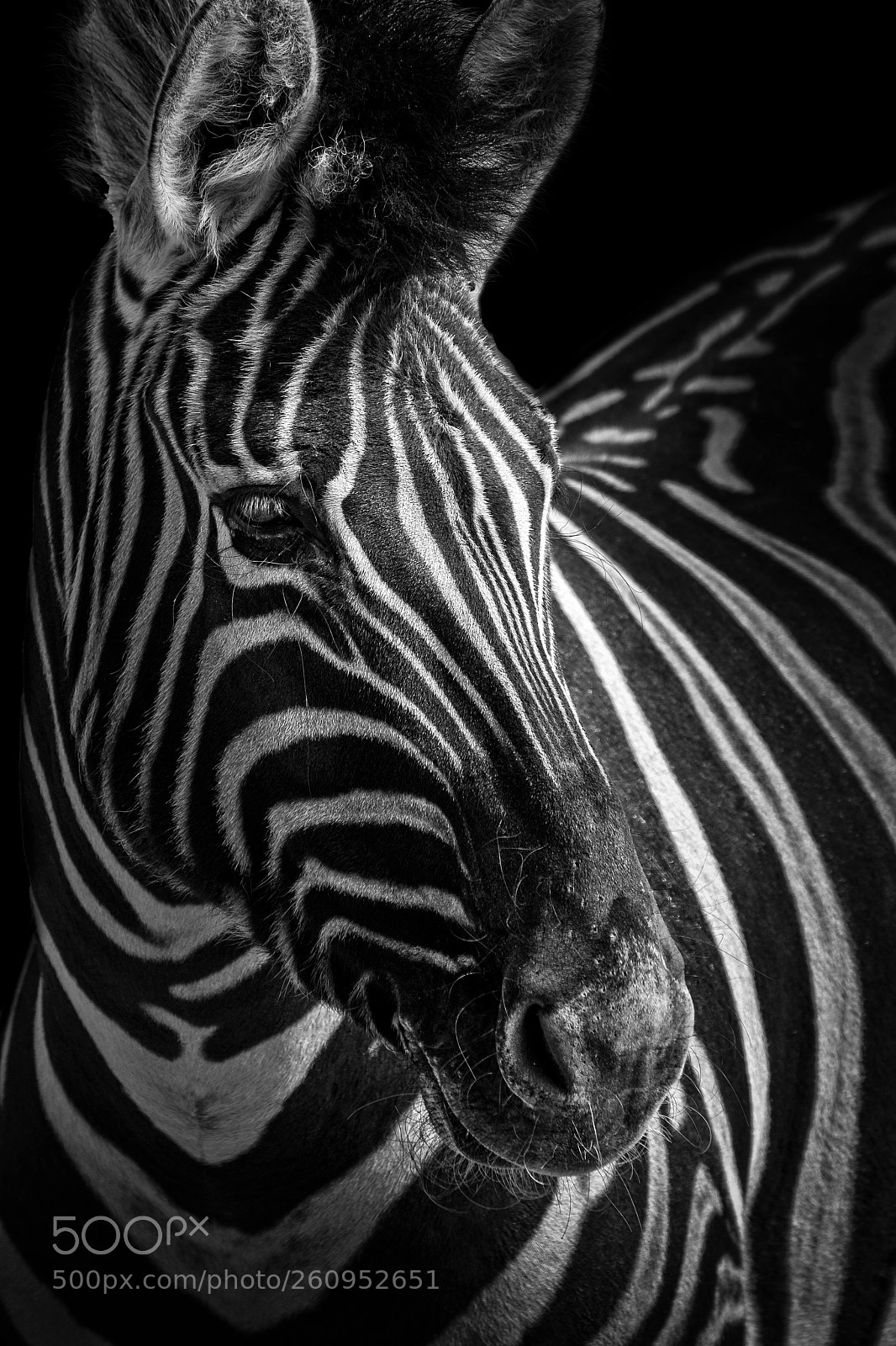 Canon EOS 40D sample photo. Zebra portrait photography