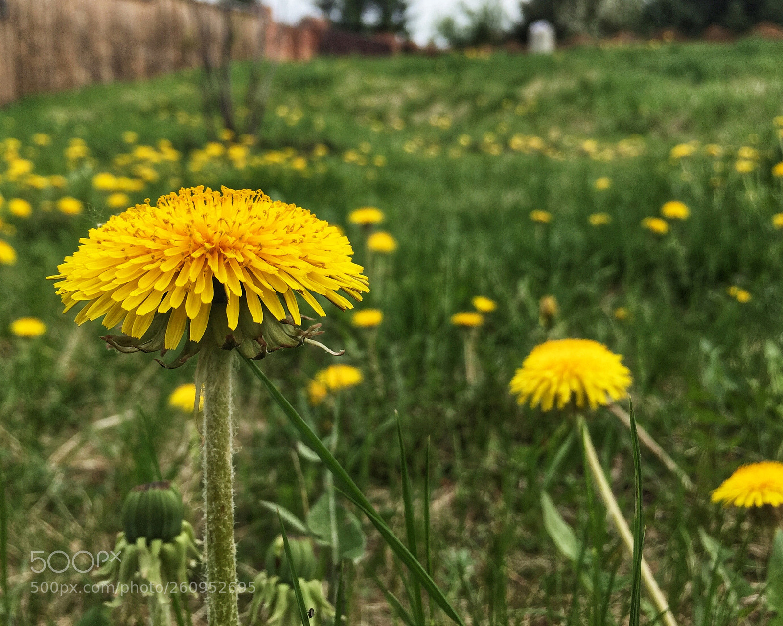 Apple iPhone 6 sample photo. Untitled photography