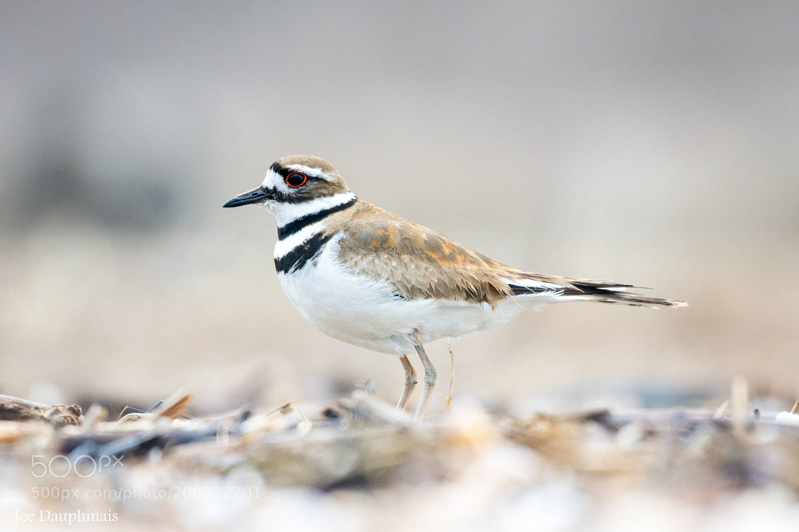 Nikon D7200 sample photo. Killdeer at hammonasset photography