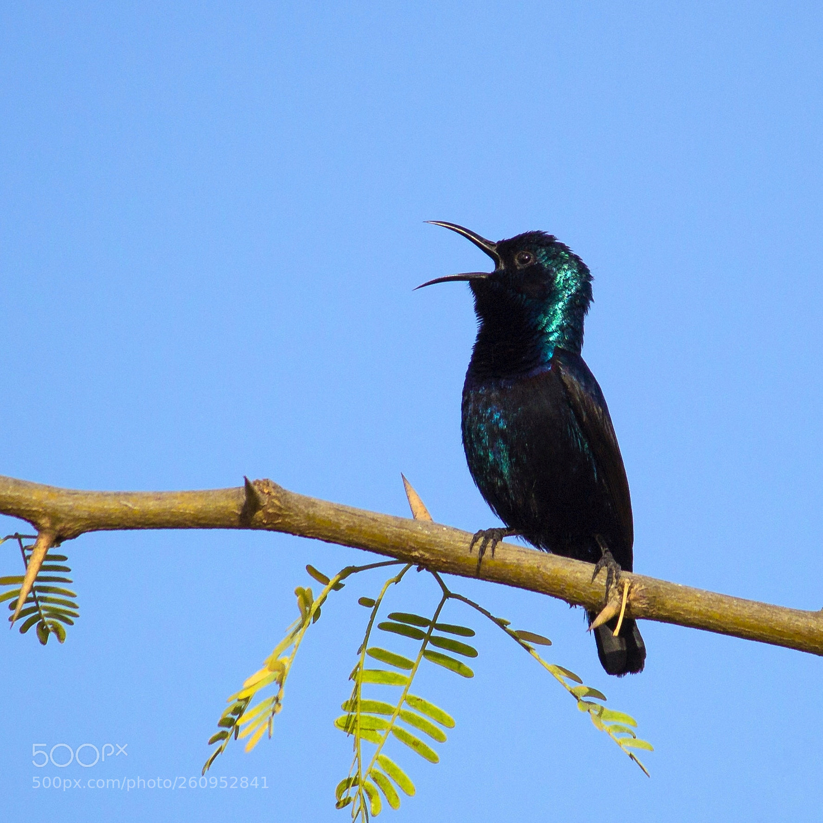 Canon EOS 1200D (EOS Rebel T5 / EOS Kiss X70 / EOS Hi) sample photo. Sunbird..! photography
