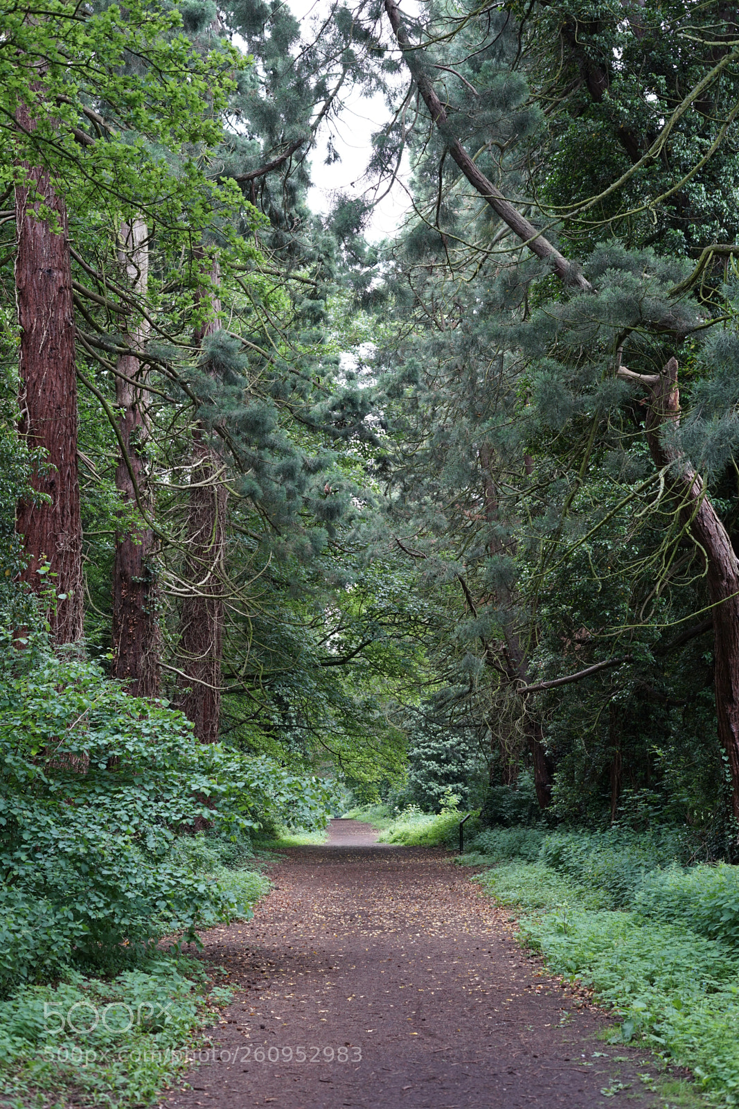 Sony a7 II sample photo. Walk photography