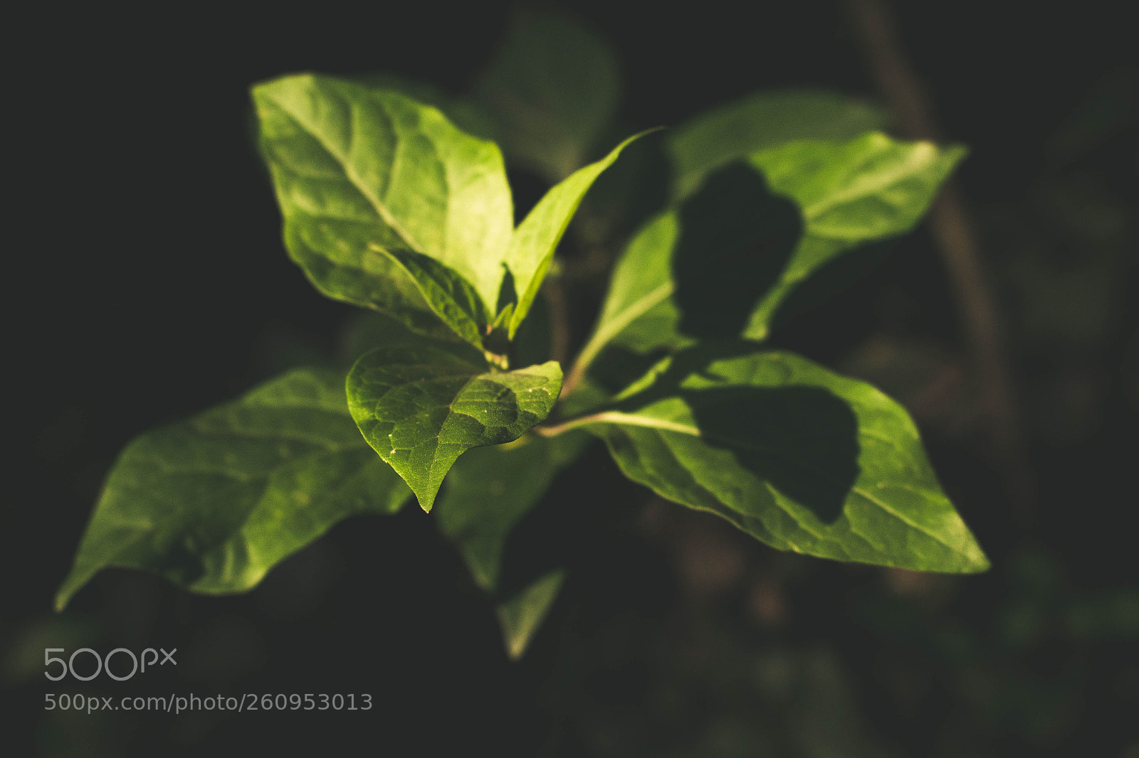 Canon EOS 700D (EOS Rebel T5i / EOS Kiss X7i) sample photo. Vegetation photography