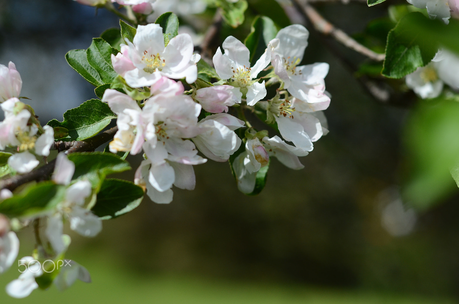 Nikon AF Nikkor 50mm F1.8D sample photo. Before the apples photography