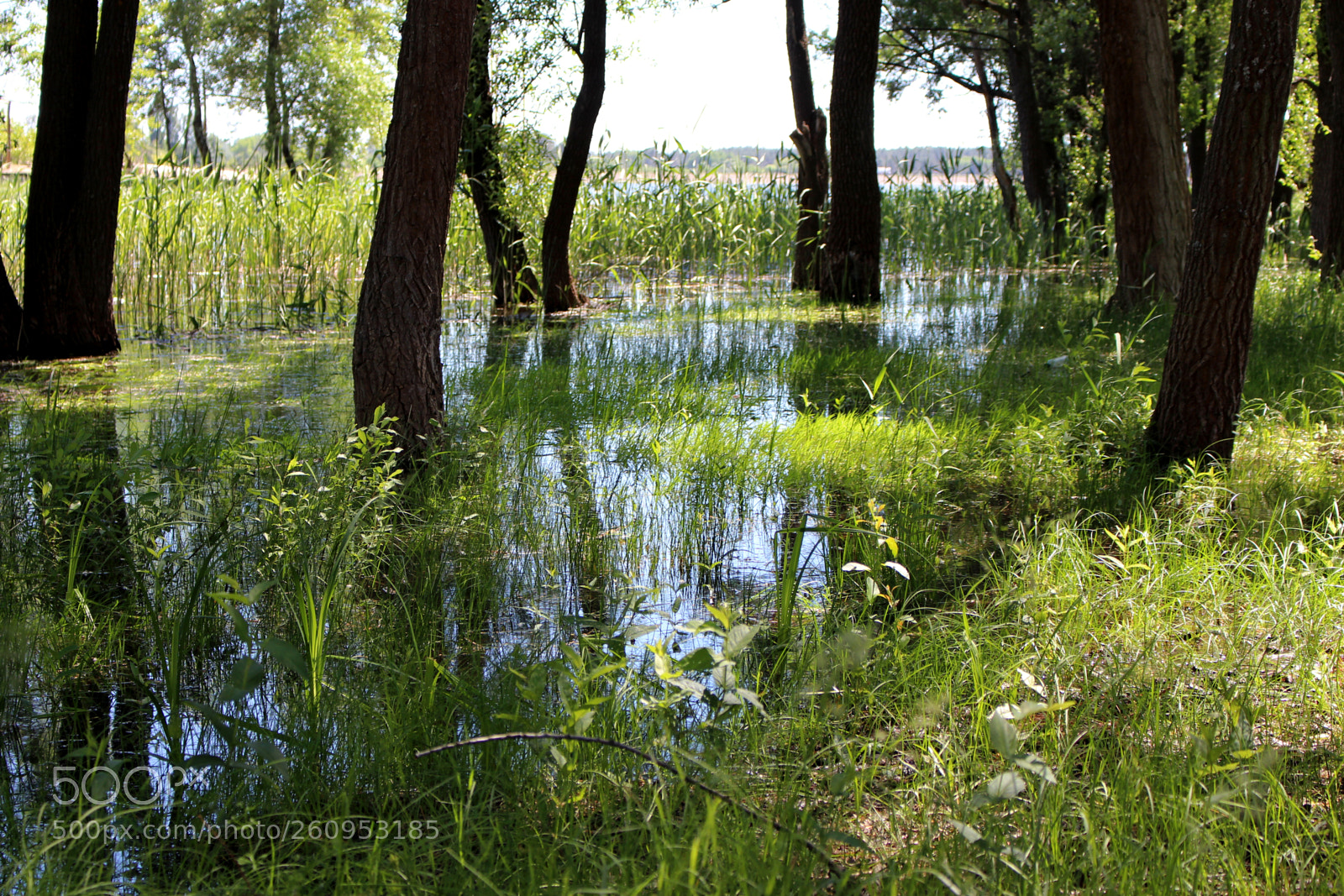 Canon EOS 700D (EOS Rebel T5i / EOS Kiss X7i) sample photo. River overflowed photography