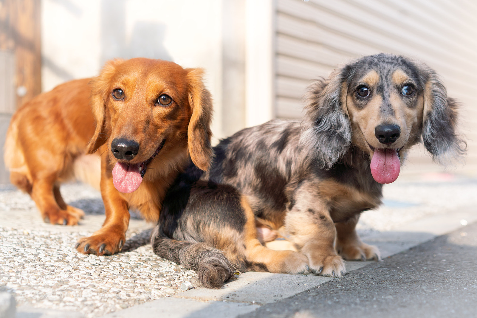 Sony a7R III sample photo. Lemmy and blackie photography
