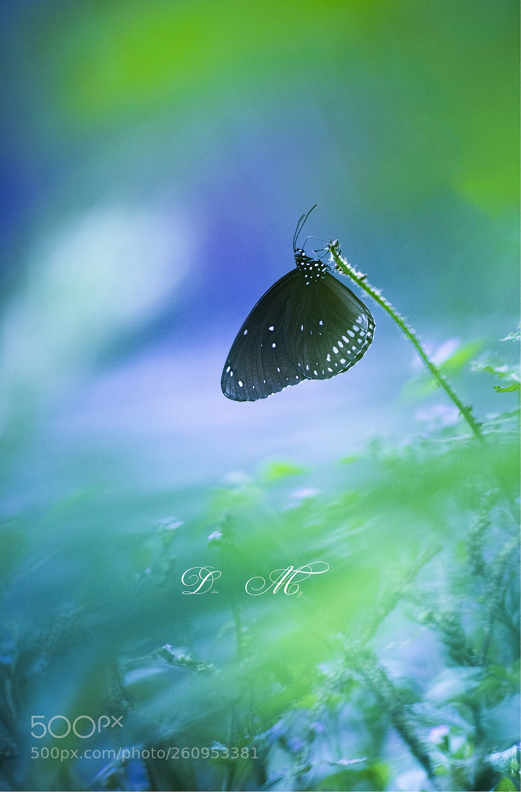 Canon EOS 6D sample photo. Untitled photography